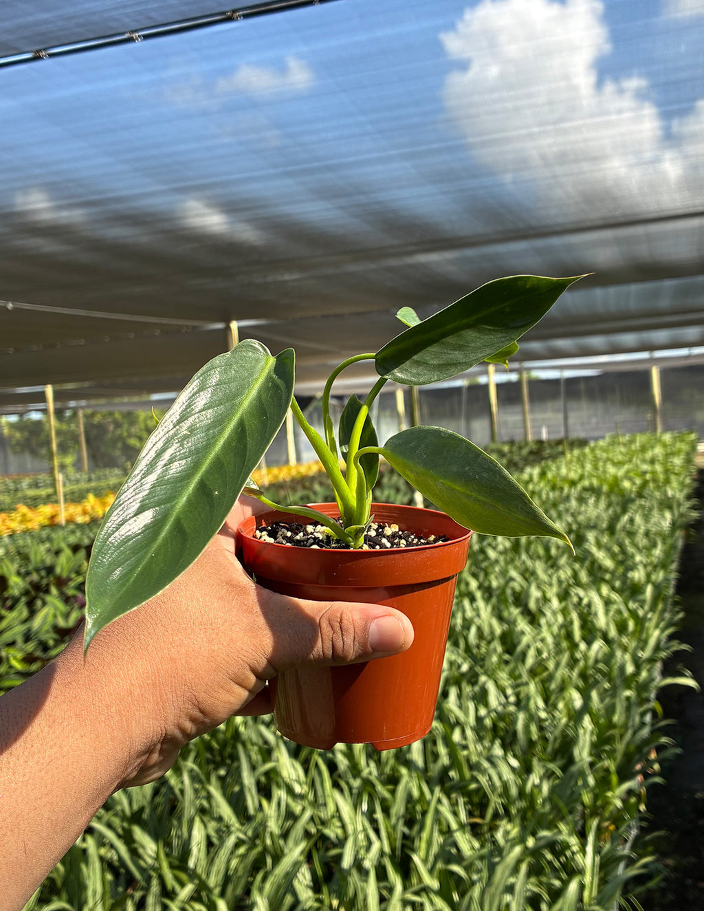 Philodendron Spiritus Sancti