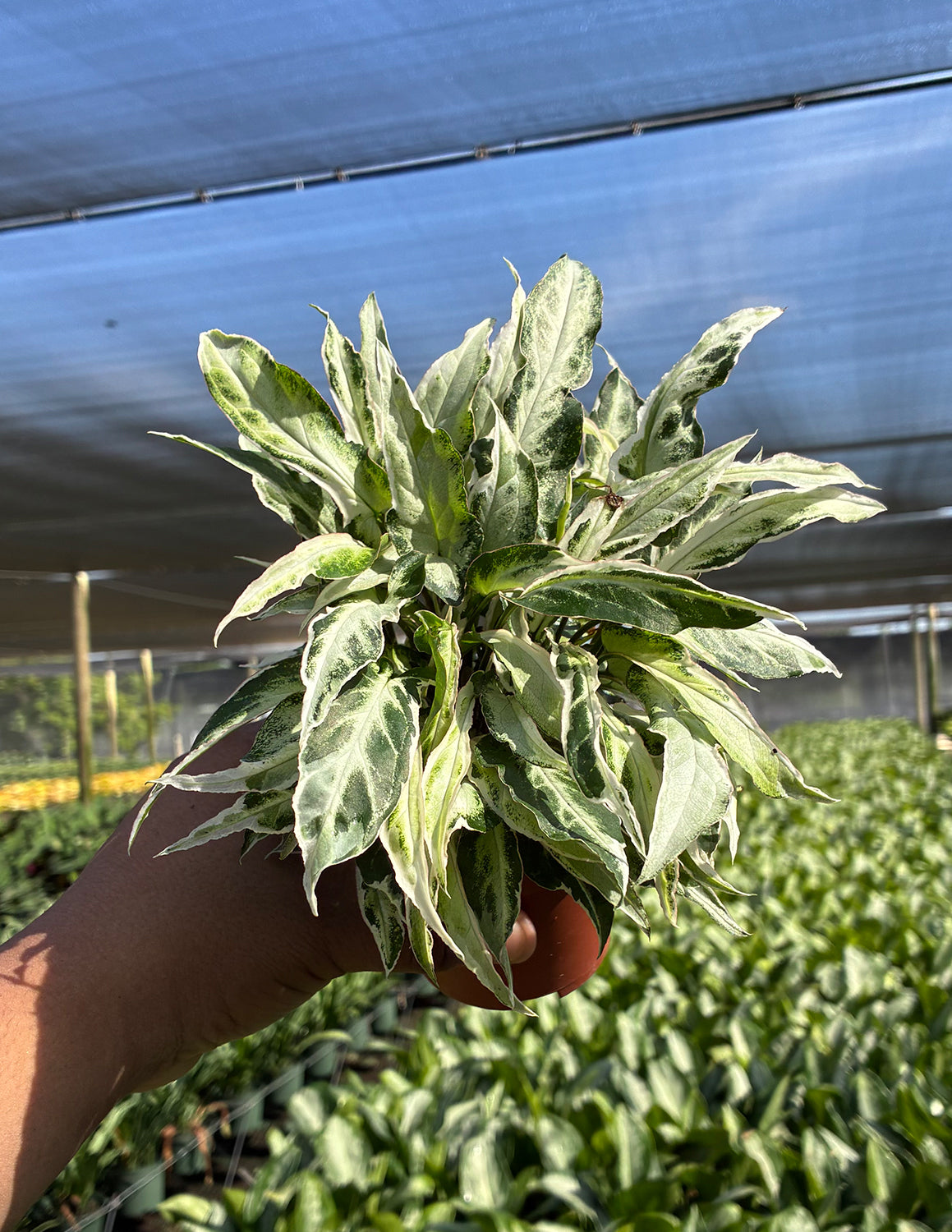 Syngonium Starlite