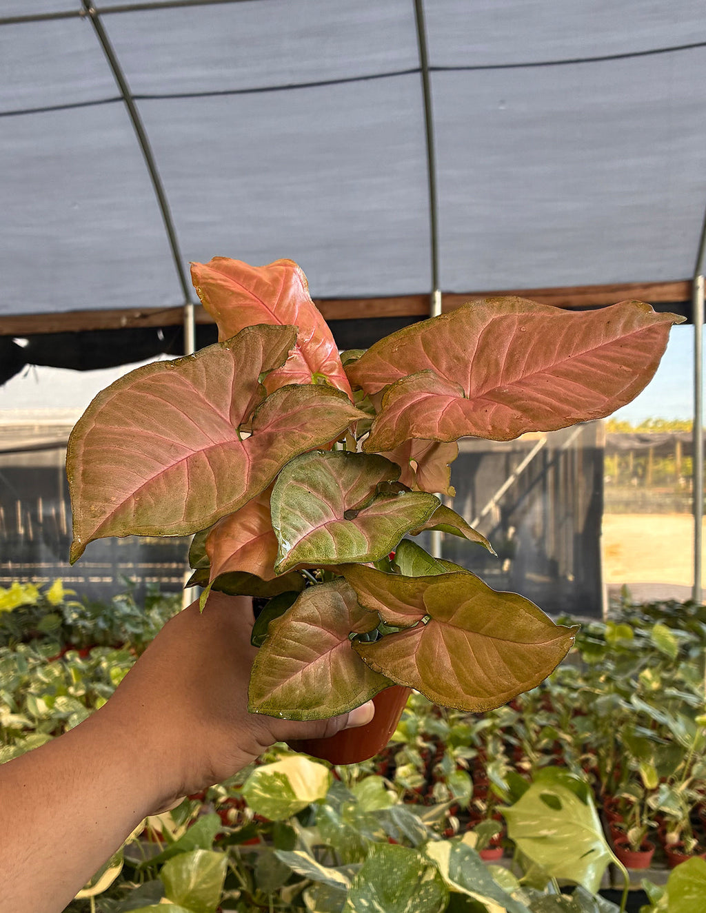 Syngonium Strawberry Cream