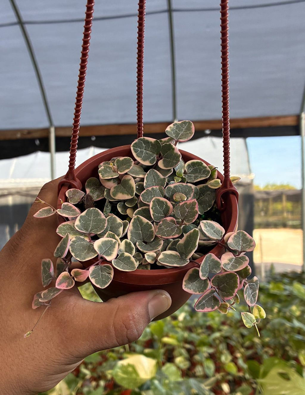 String of Hearts Variegated