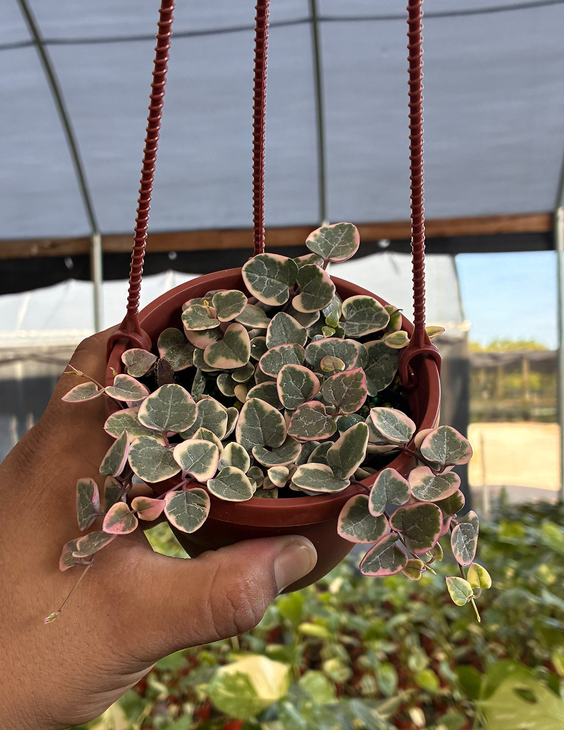 String of Hearts Variegated