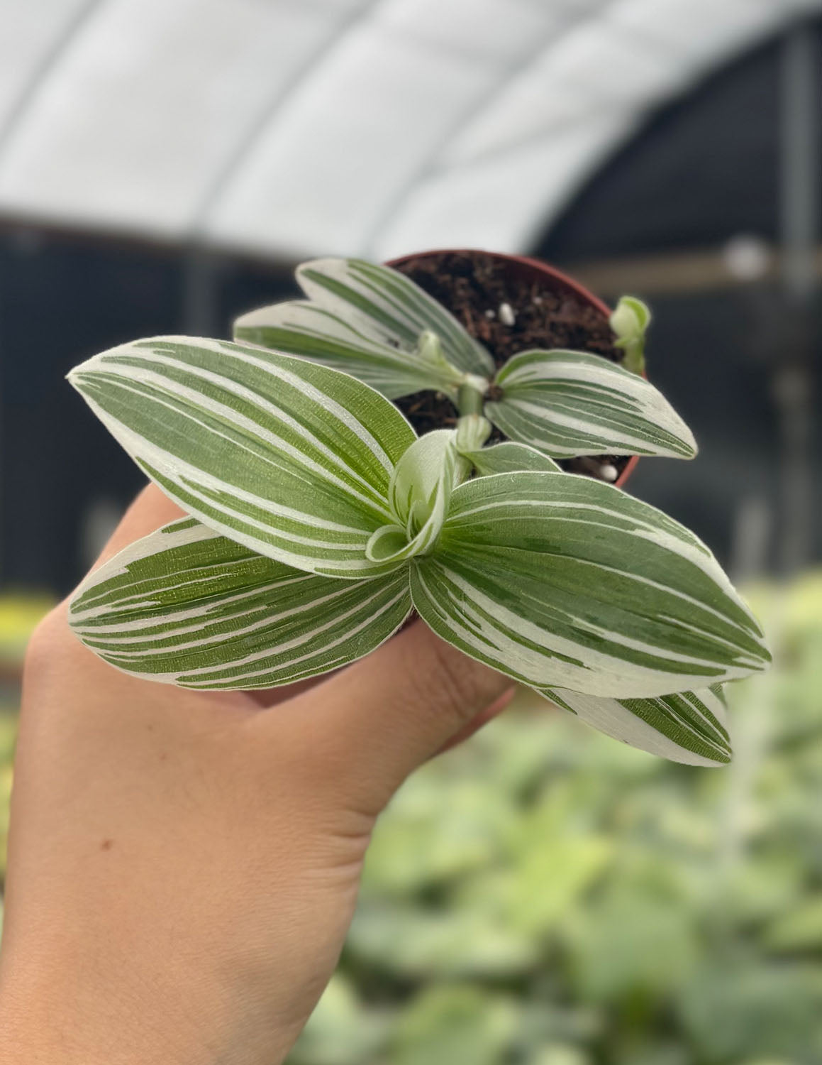 Tradescantia Pistachio White