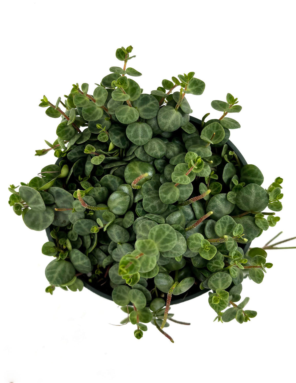String of Turtles