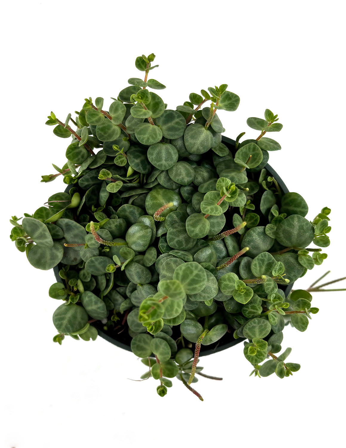 String of Turtles