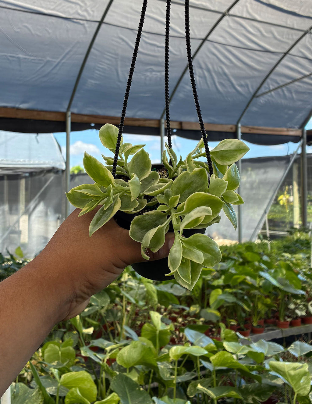 Variegated Baby Sun Rose