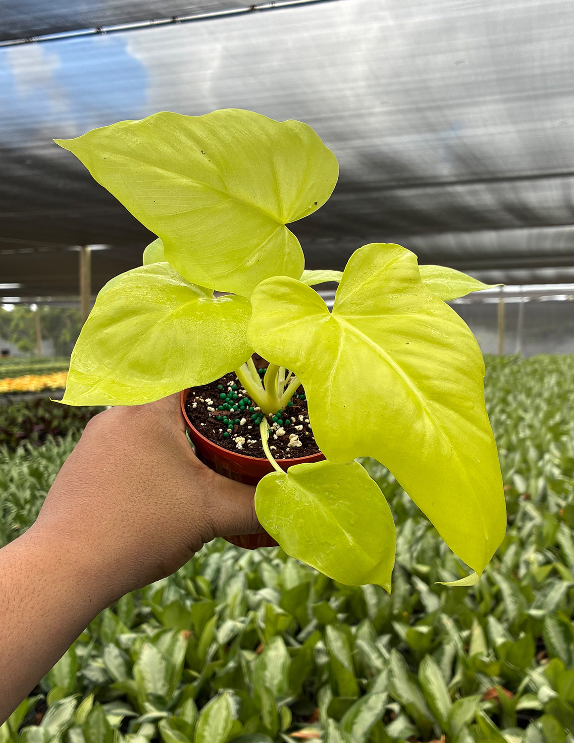 Philodendron Warscewiczii Aurea